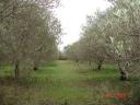 Olive trees in Galatista
