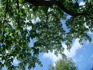 Davidia involucrata in Lund, Botanic Gardens