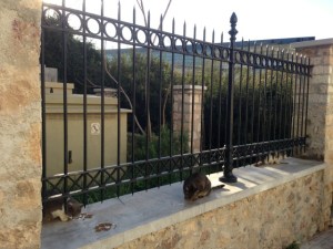 Athens, Cats in February