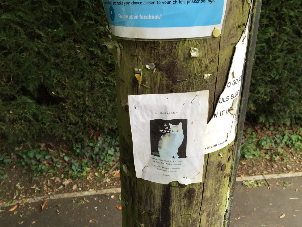 Cat missing Norwich