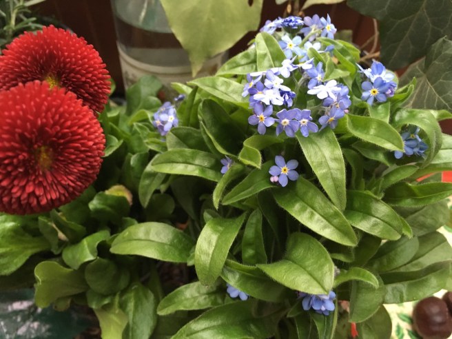 Forget me not by LS for DO