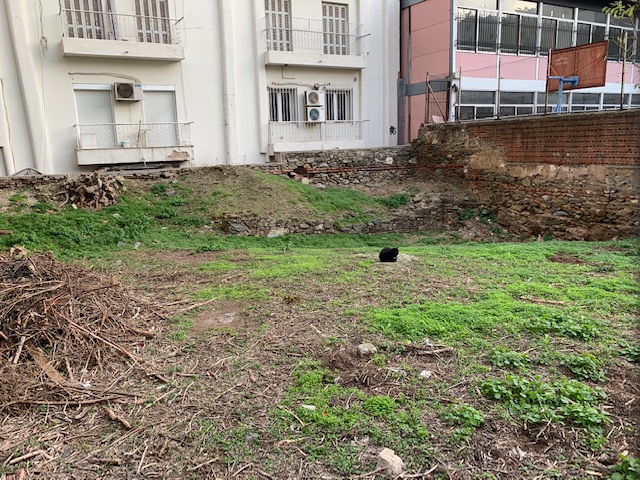 Cat resiting in Thessaloniki