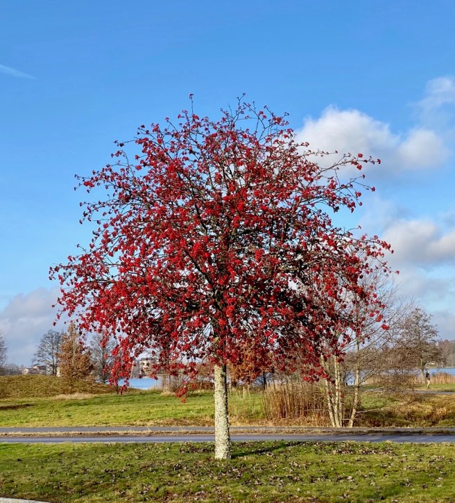 Tree in Vaxjo