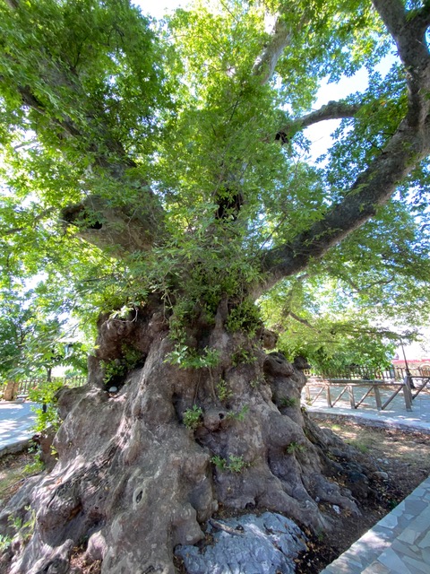 ancient oak Crete